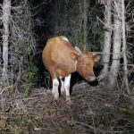 Carabineros de Fresia frustra robo de animal en sector Pato Llico