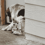 FRESIA | Un perro gravemente herido y una ordenanza que no se cumple