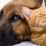 Ordenanza de Tenencia Responsable en Fresia: obligaciones, multas, sanciones y cómo denunciar