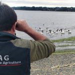 Confirman primeros casos de influenza aviar en Chiloé y detectan contagio en aves de traspatio en Osorno
