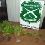 Carabineros de Fresia descubre cultivo de marihuana durante procedimiento por violencia intrafamiliar.