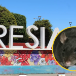 ¿Está aumentando la presencia de roedores en Fresia? Vecinos reportan avistamientos en distintos sectores de la ciudad