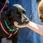 Perros y gatos: Fresia supera las 6.300 mascotas registradas
