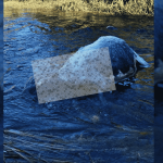 Hallazgo de vacuno muerto en río Cañal genera preocupación ambiental en Fresia