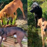 Arriesga Cárcel e Inhabilitación Perpetua: Denuncian a Tenedor de Fresia por Posible Abandono y Severa Desnutrición de sus Mascotas en Los Muermos