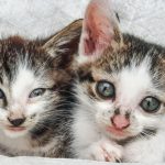 Jornada masiva de adopción de gatos en Puerto Montt busca darle hogar a cientos de felinos rescatados